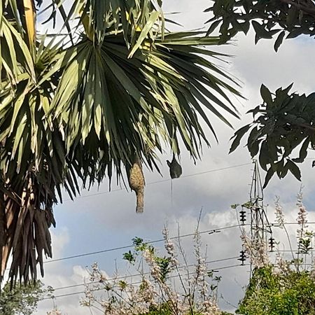 Wild View Stay Habarana Exterior foto