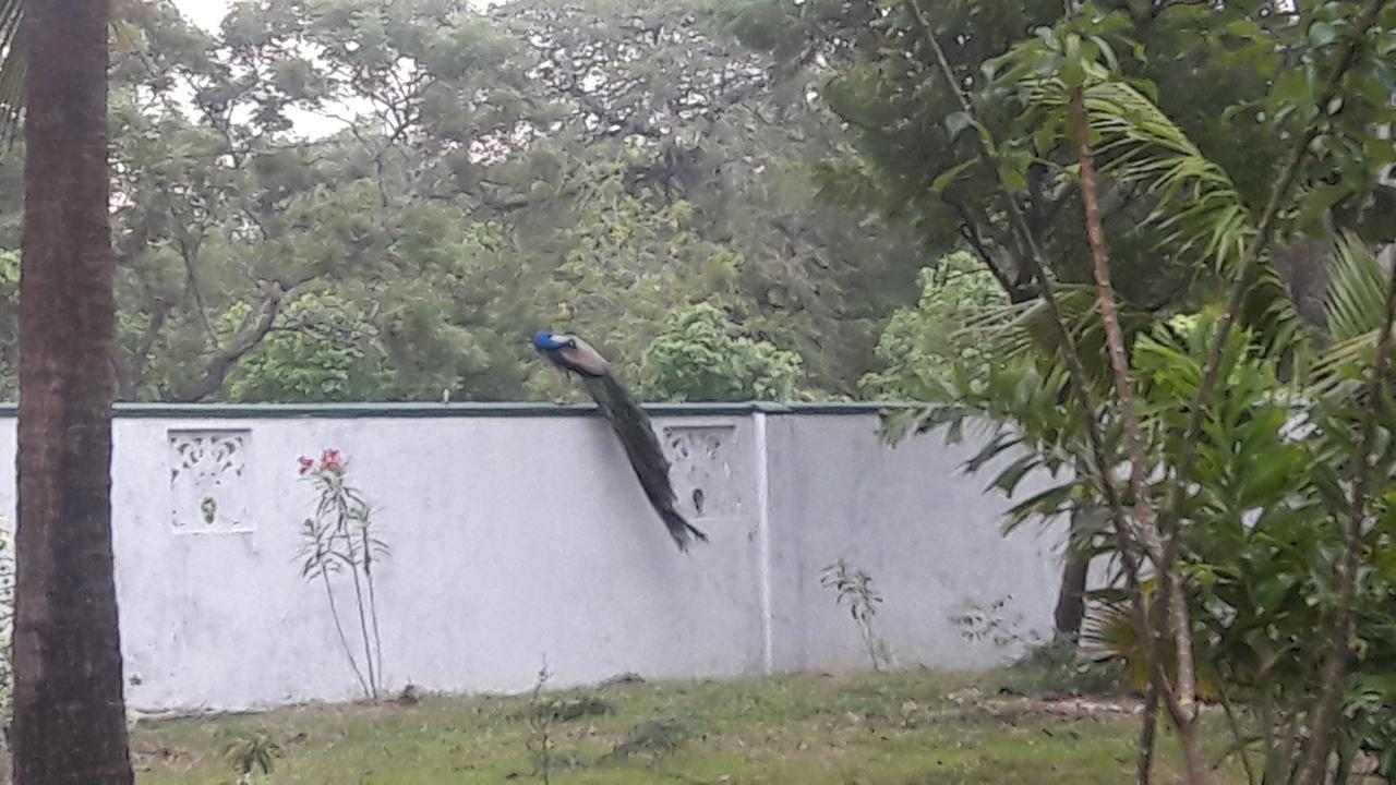 Wild View Stay Habarana Exterior foto